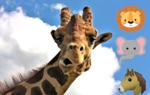 Descubre tu verdadero animal interior